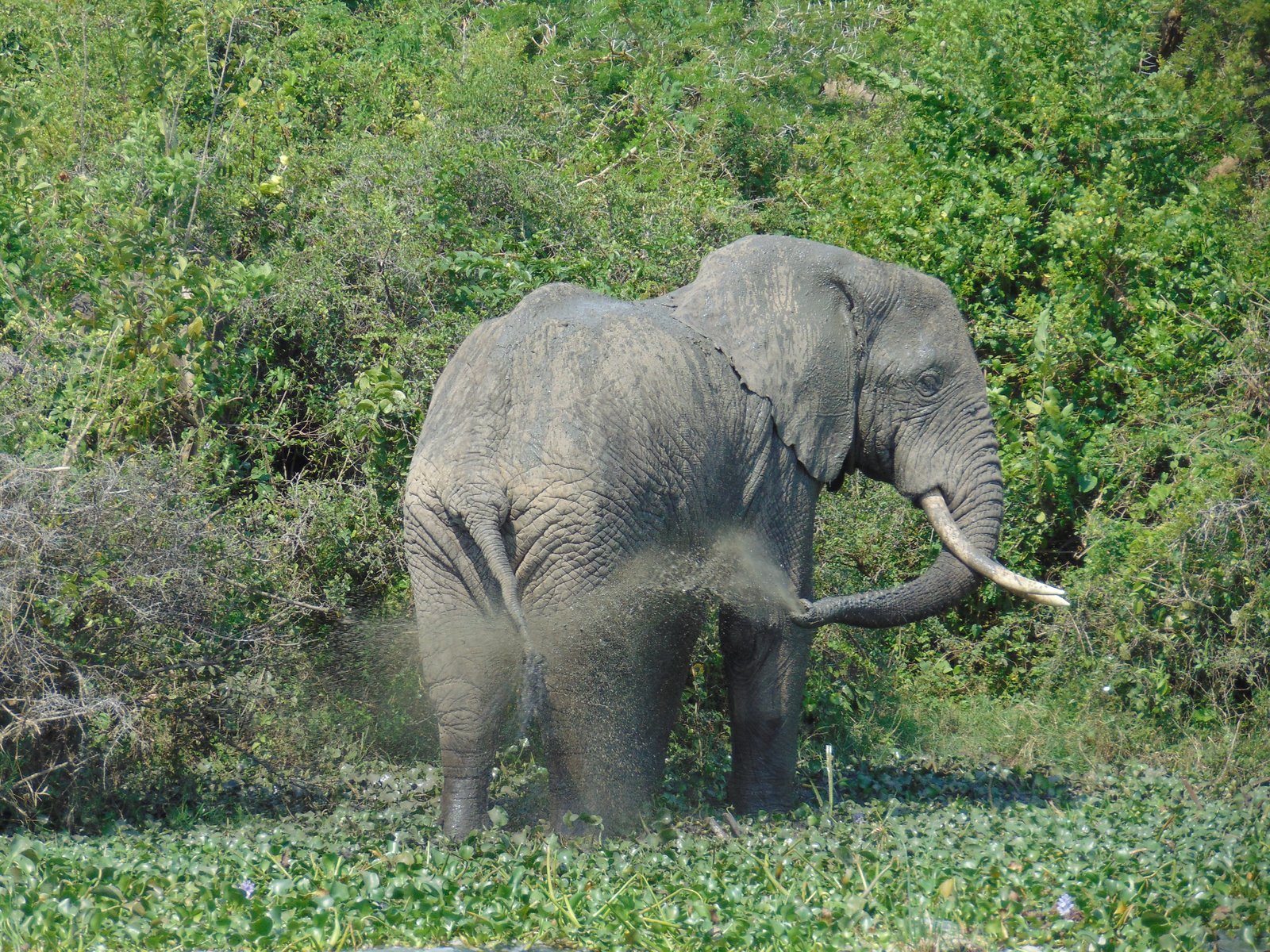 Elefant Uganda