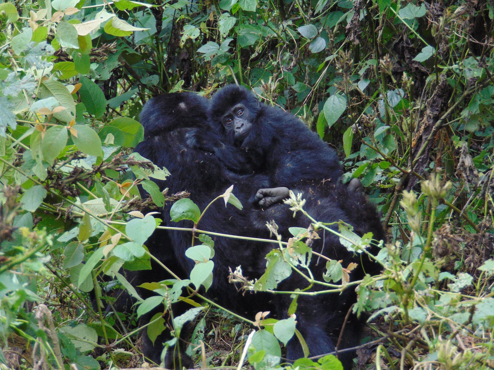 Gorilla_trekking_uganda