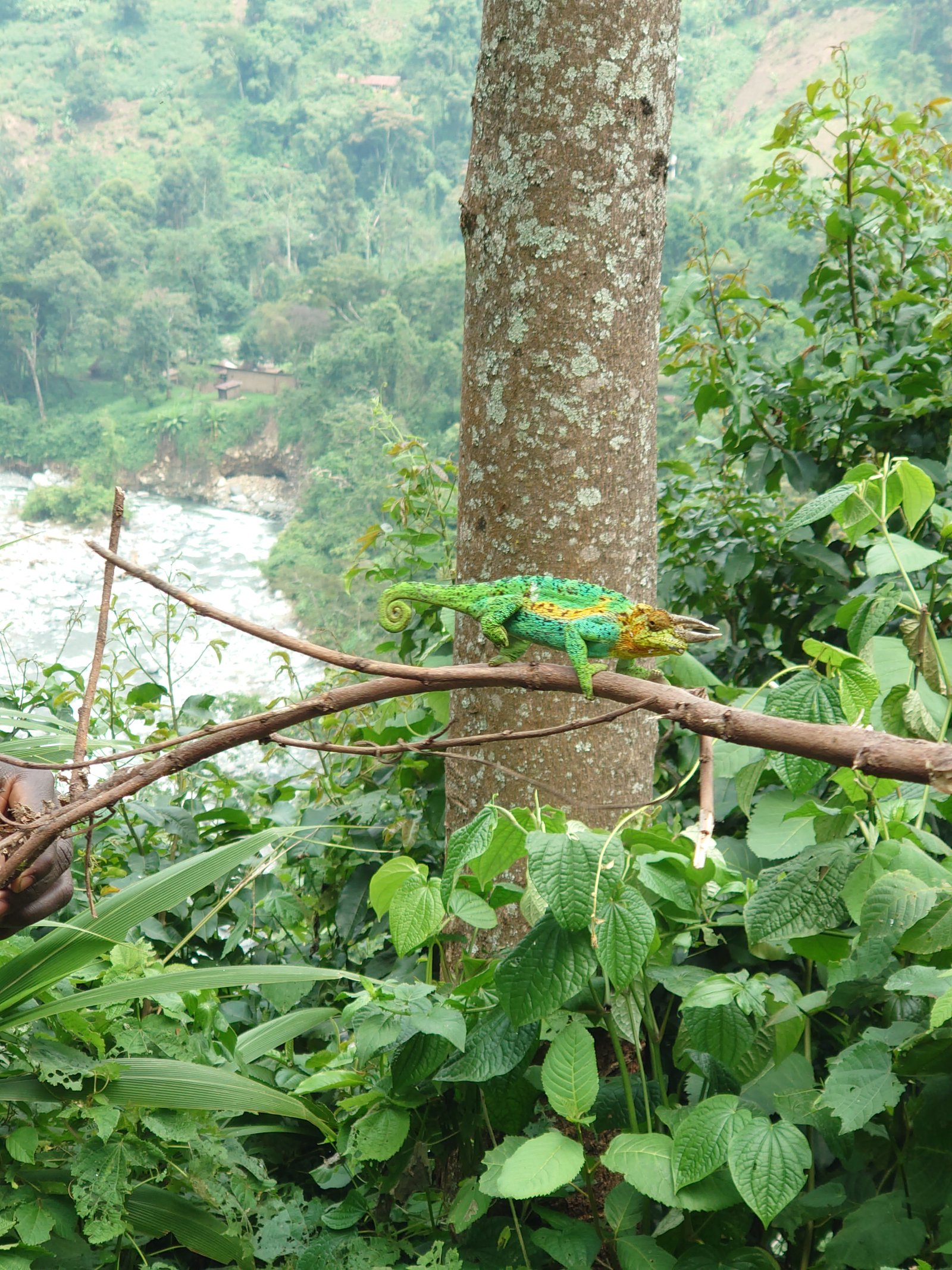 Dreihornchamaeleon_uganda