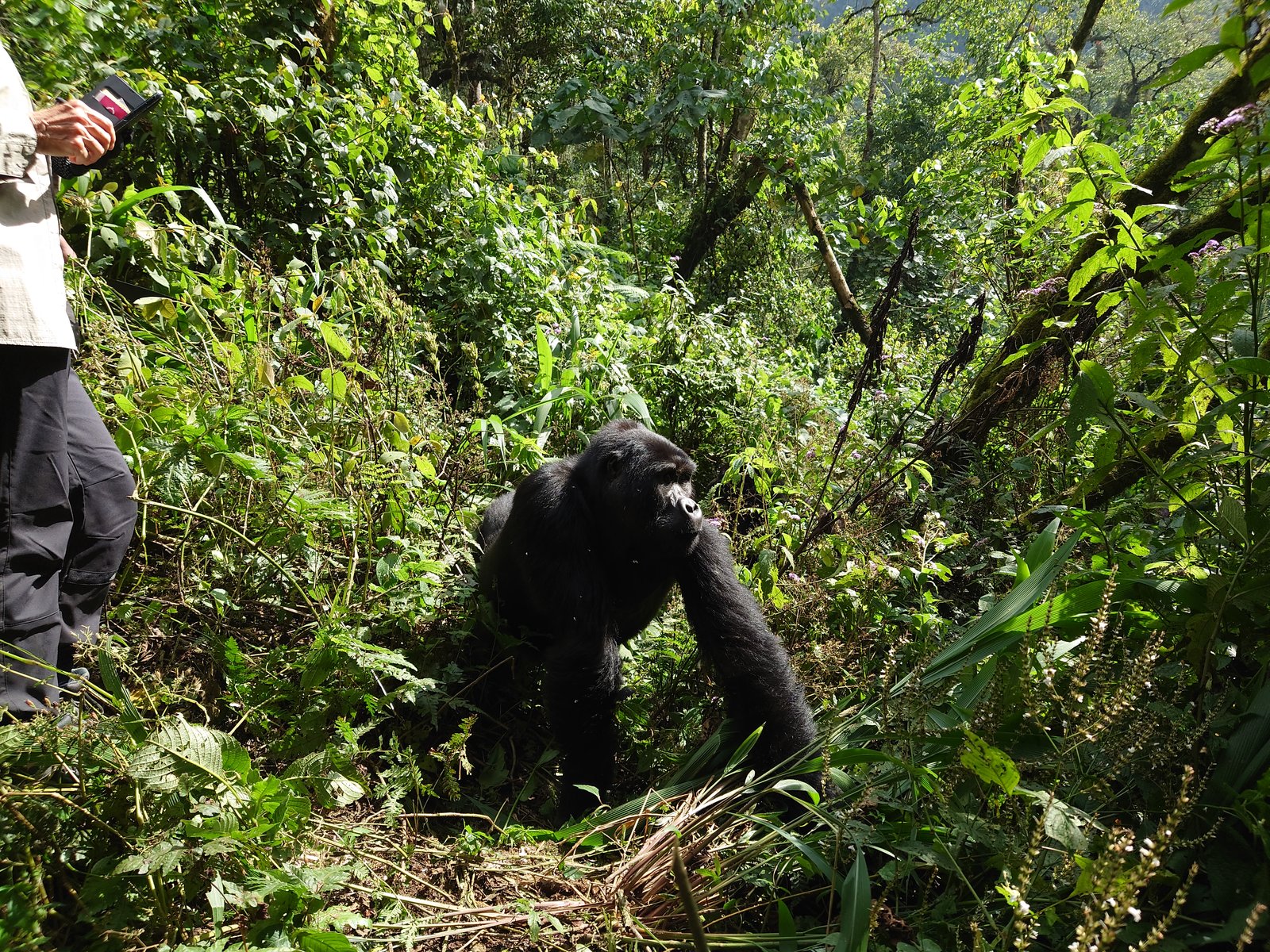 Gorilla-Trekking Uganda