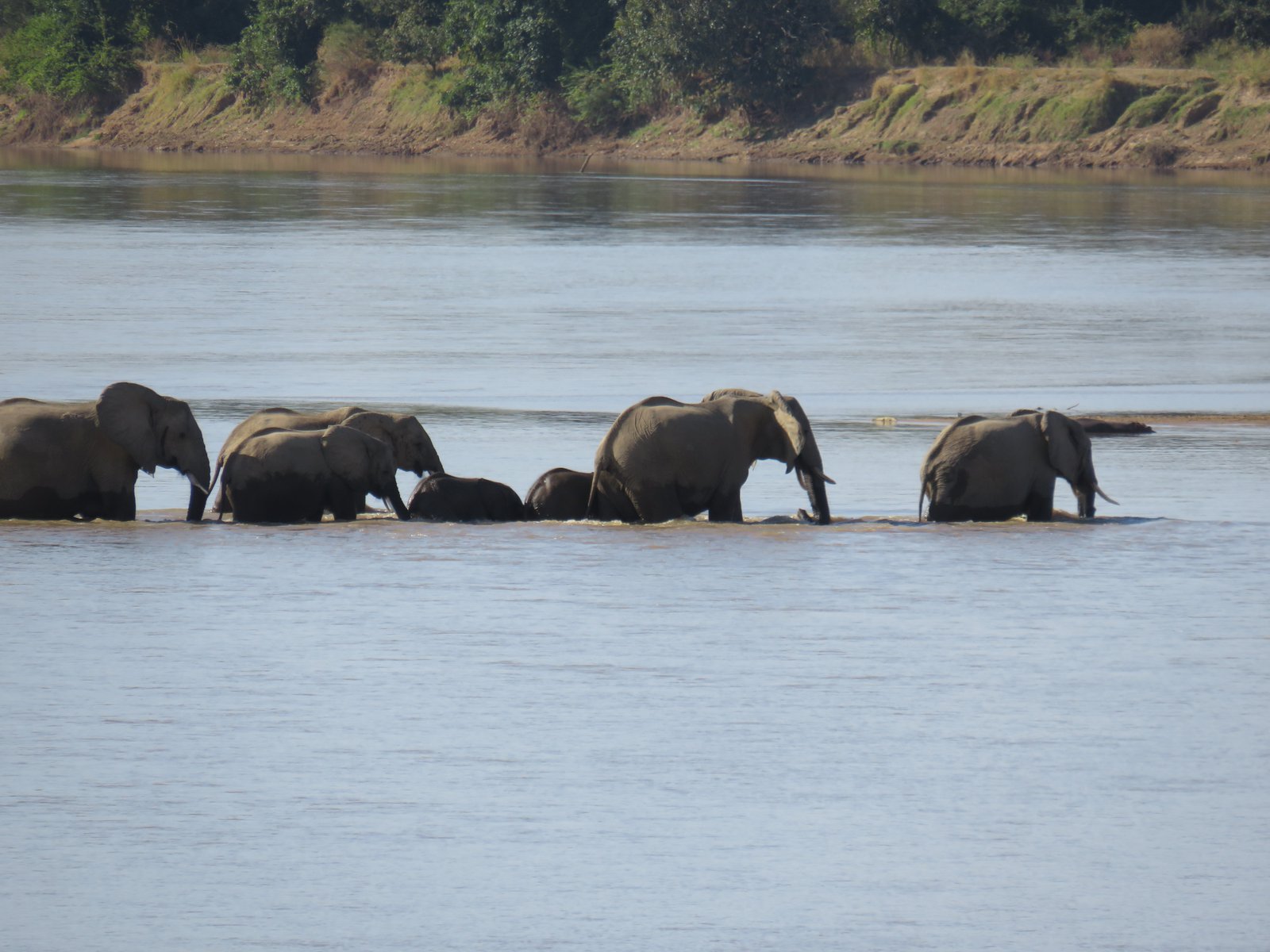 Elefantenherde Zambia