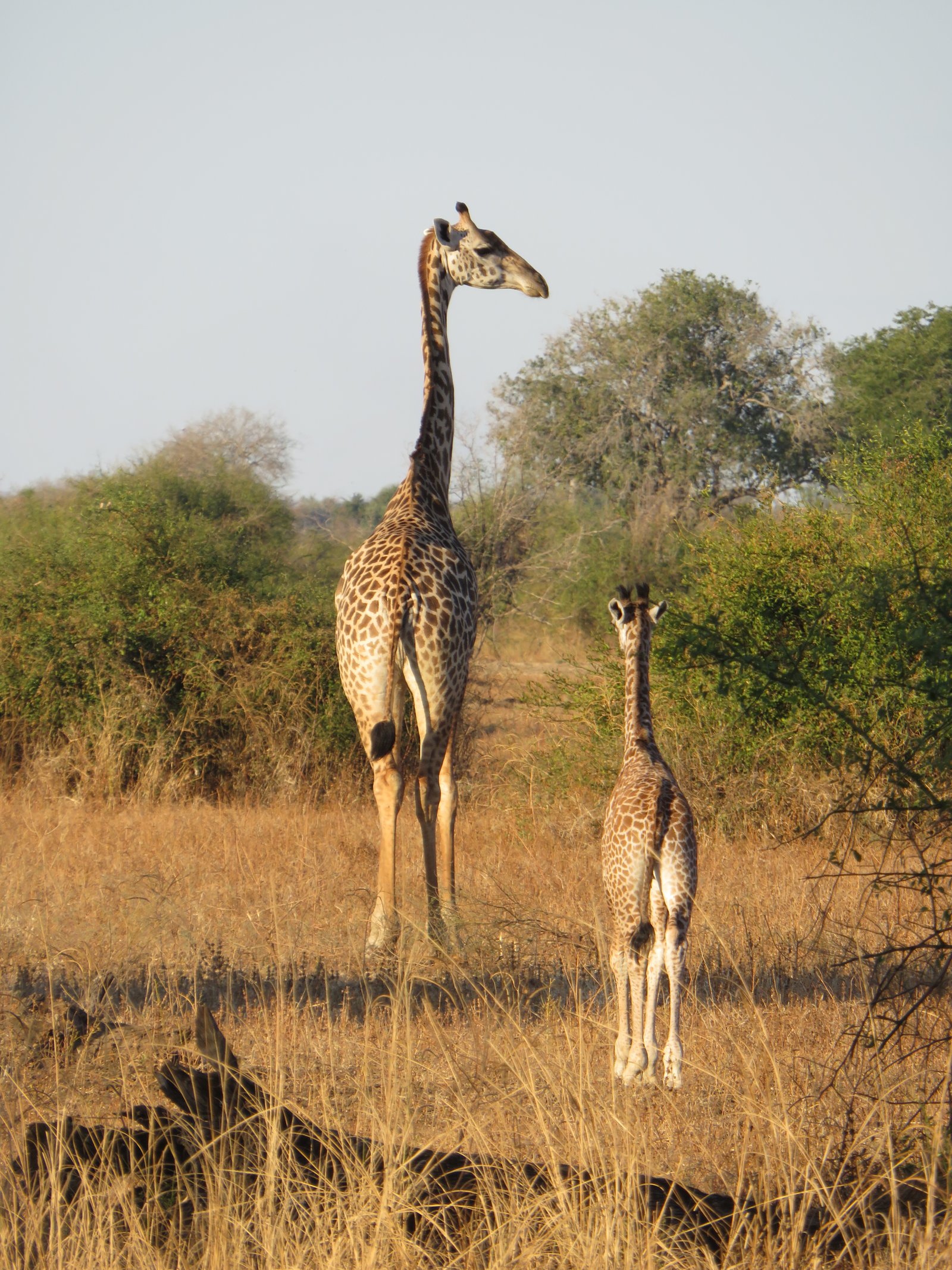 Giraffen Zambia