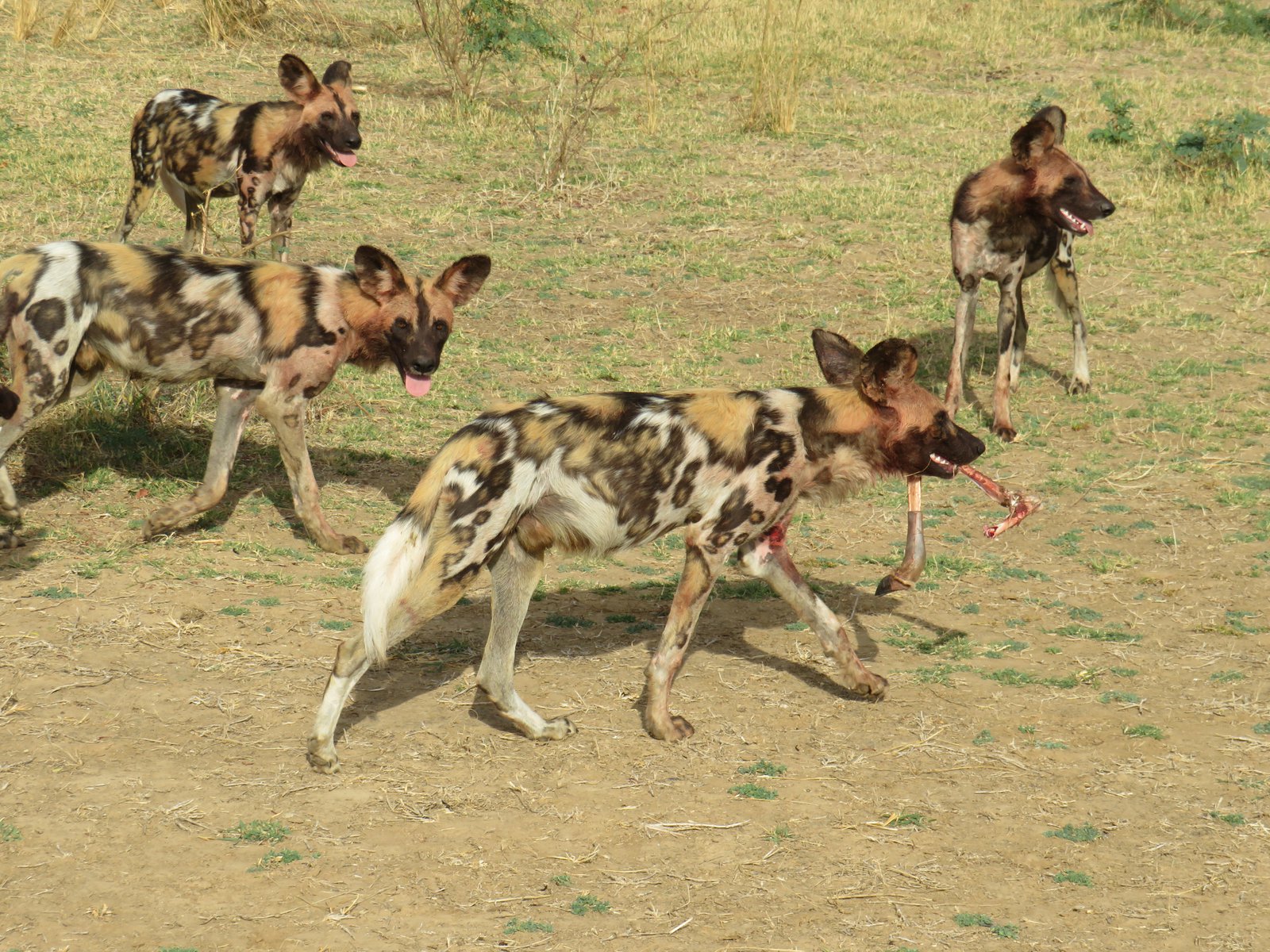 Zambia - South Luangwa Nationalpark - Tierwelt