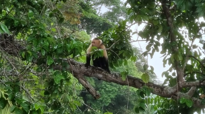 Affe in Panama