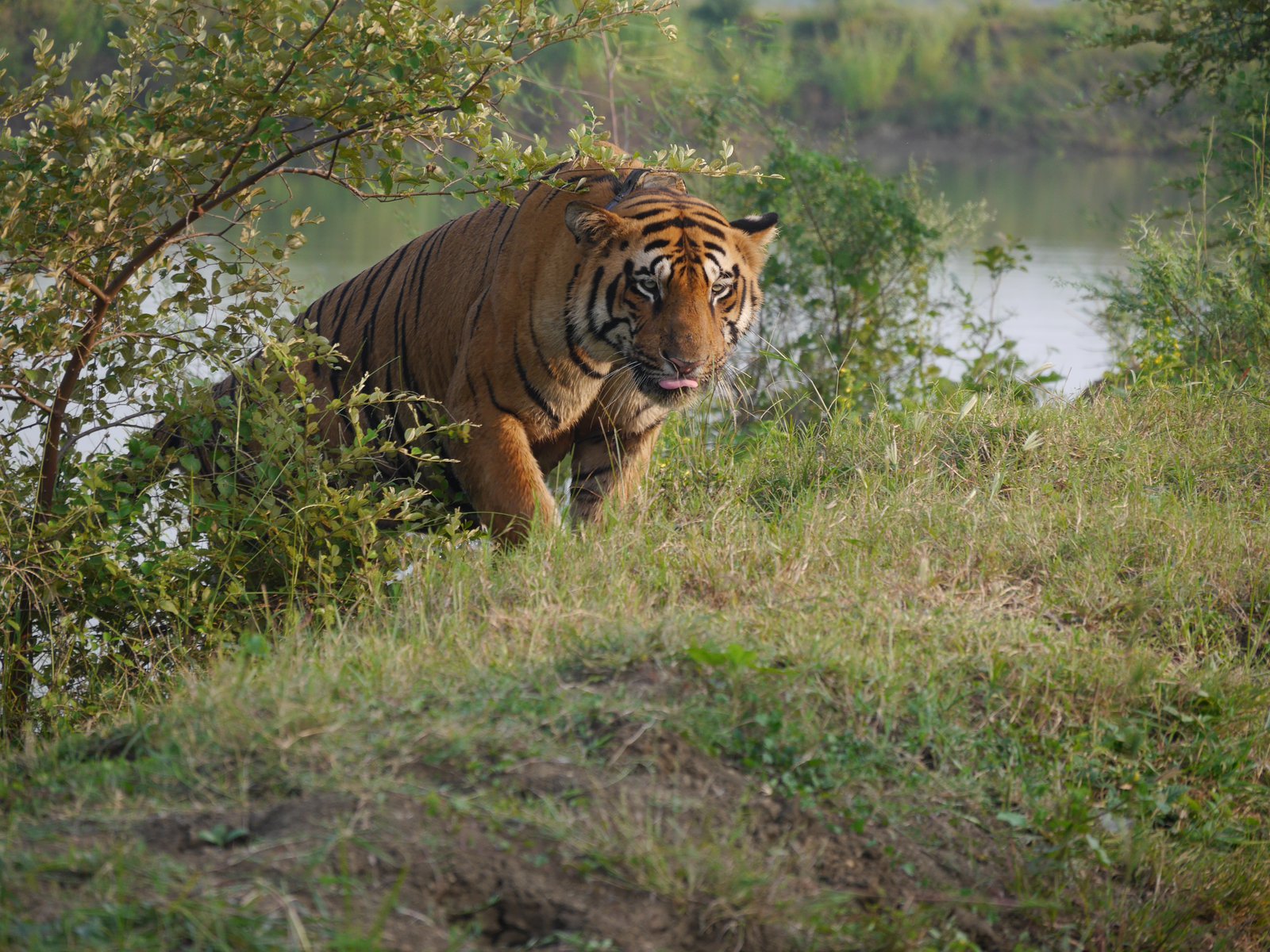 Jürgen in Indien Tiger