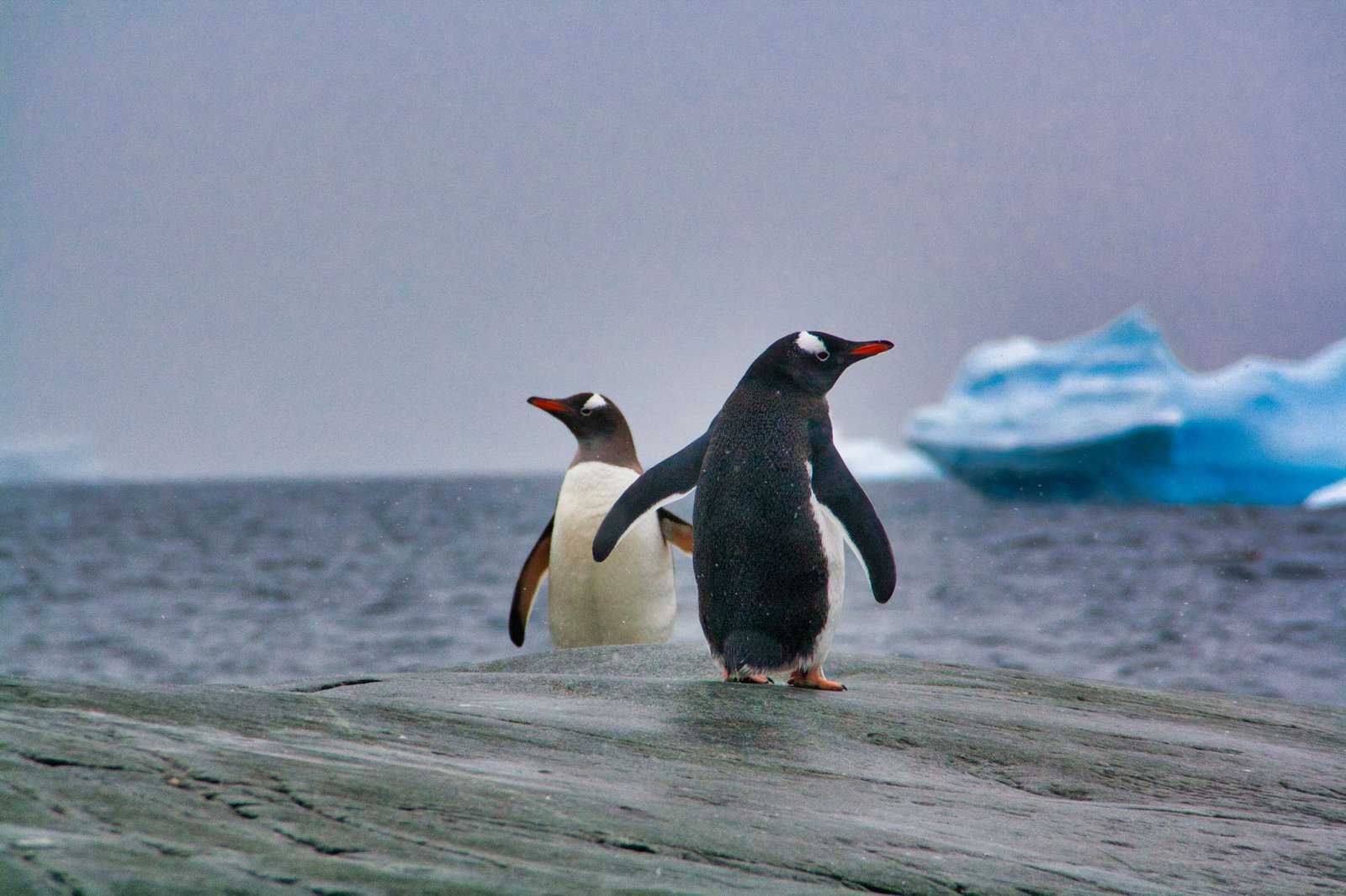Pinguine Antarktis