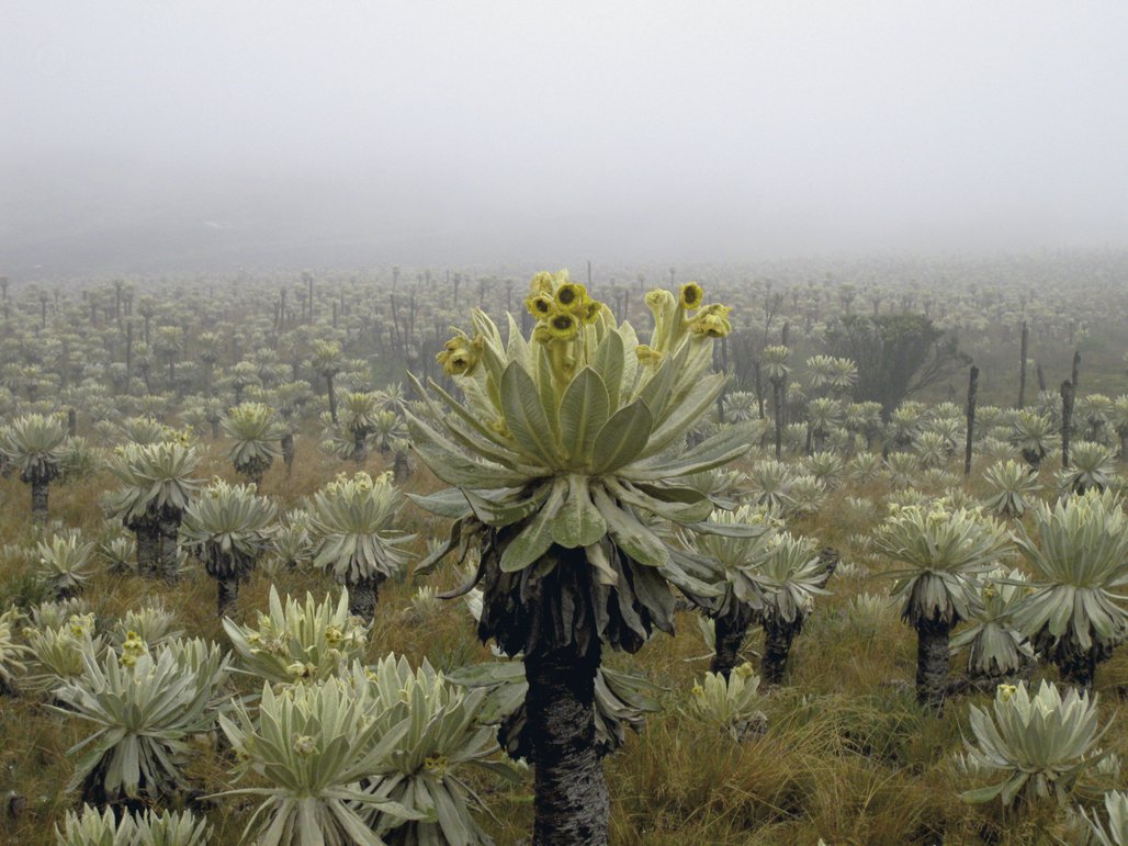 Naturreservat El Angel Die Reisebotschafter