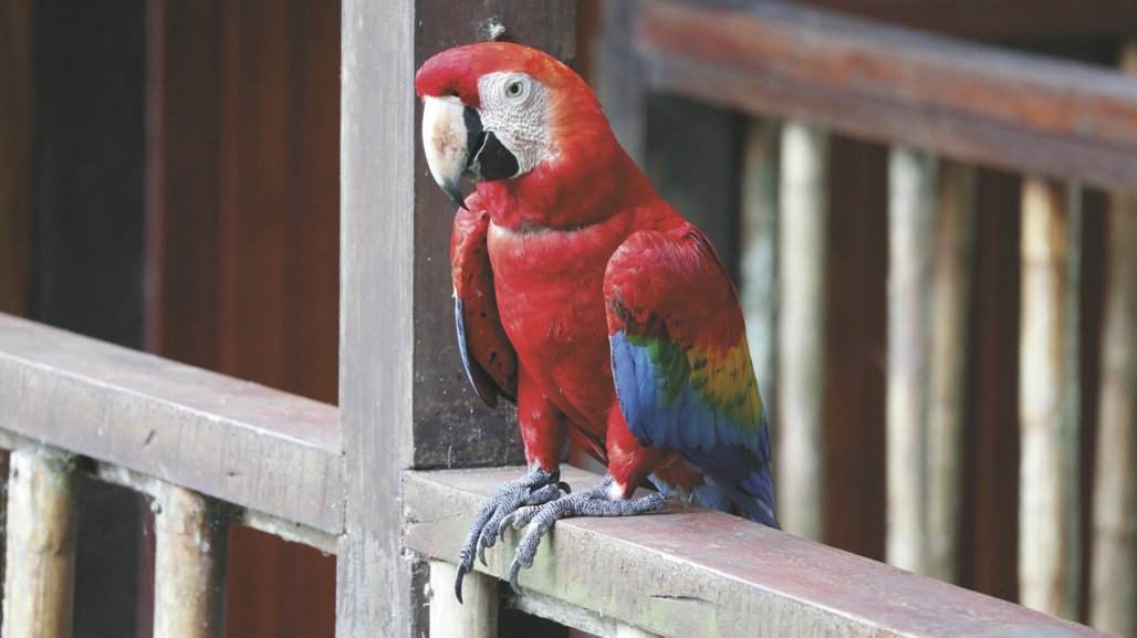 Tambopata Research Center Die Reisebotschafter