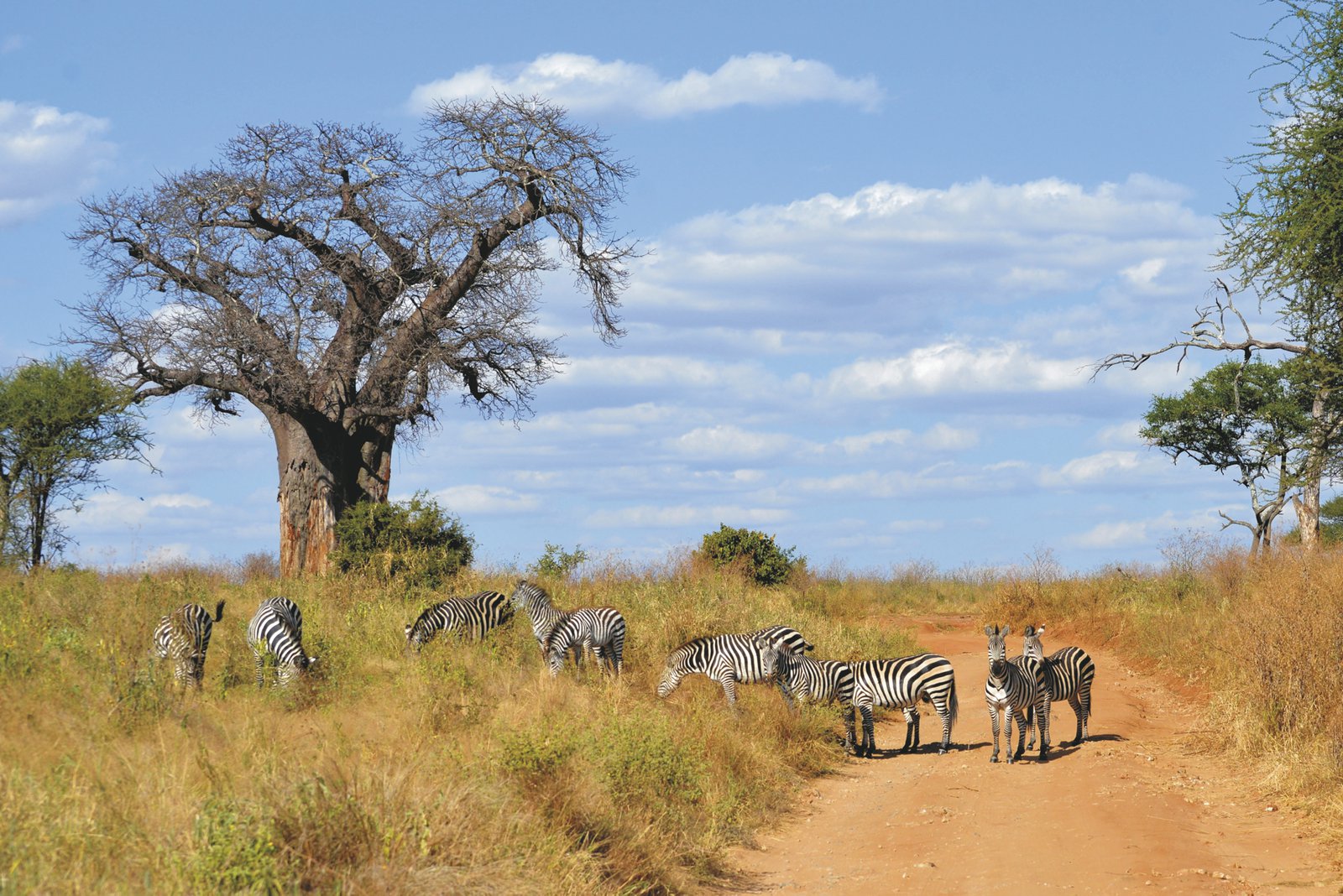 Unterwegs im Tarangire Nationalpark